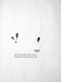 Duplicaria empetri image